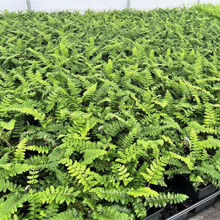 Polystichum polyblepharum - Tassel fern from Babikow Wholesale Nursery
