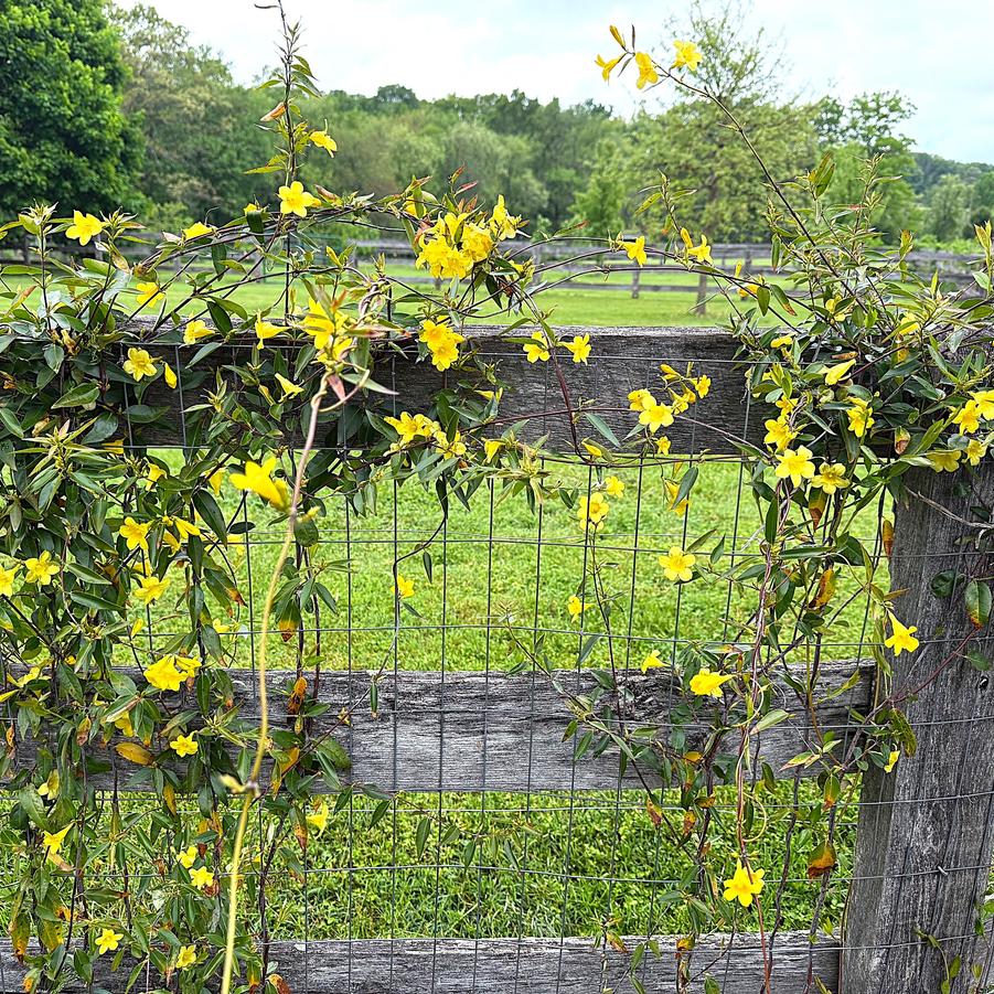 Gelsemium semp. 'Margarita' - Carolina Jessamine from Babikow Wholesale Nursery