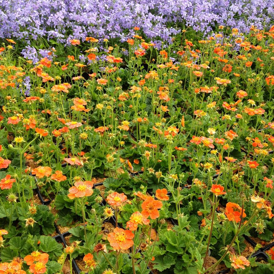 Geum coc. 'Borisii' - Avens from Babikow Wholesale Nursery