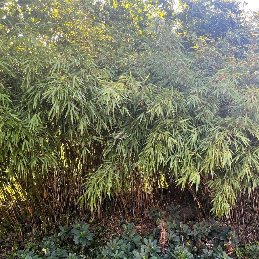 Fargesia rufa - Clumping Bamboo from Babikow Wholesale Nursery