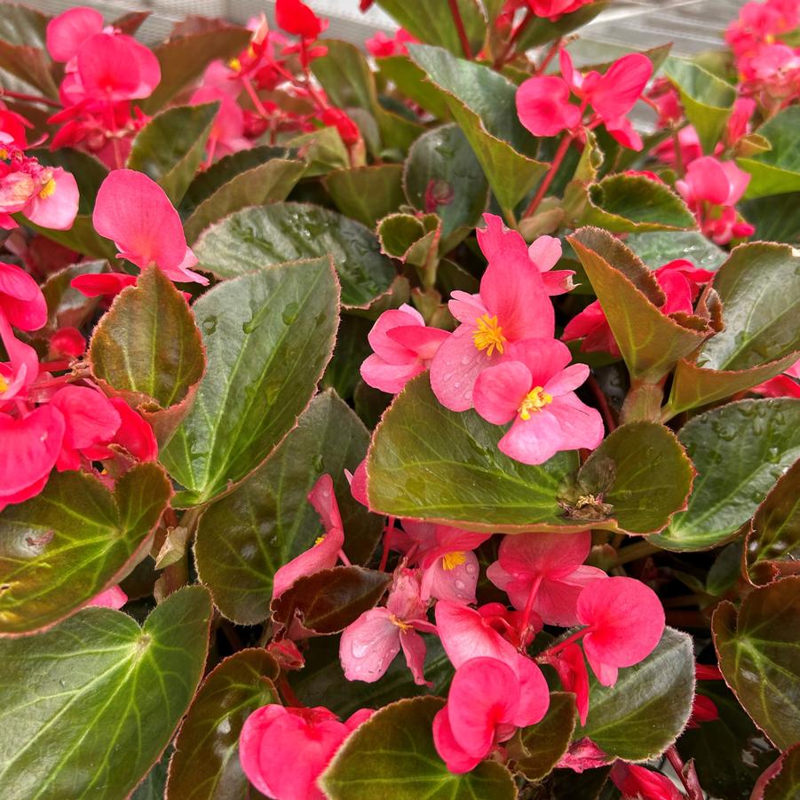 Begonia Big 'Rose with Bronze Leaf' - Begonia from Babikow Wholesale Nursery