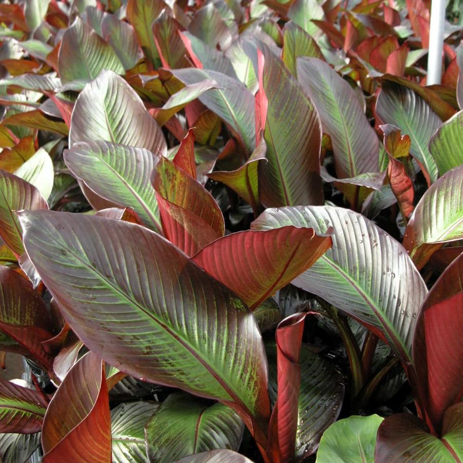Ensete ventricosum 'Maurelli' - Banana from Babikow Wholesale Nursery
