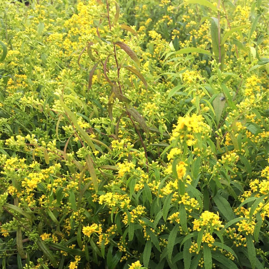 Solidago caesia - Goldenrod from Babikow Wholesale Nursery