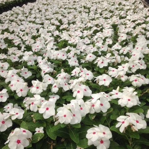 Vinca Titan Titan 'Polka Dot' - from Babikow