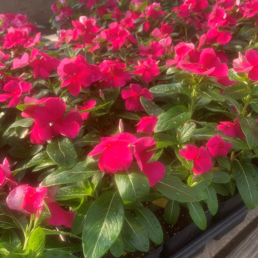 Vinca Titan 'Punch' from Babikow Wholesale Nursery