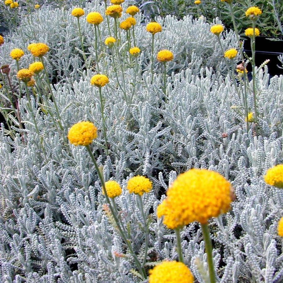 Santolina cha. 'ssp. nana' - Lavender Cotton from Babikow Wholesale Nursery