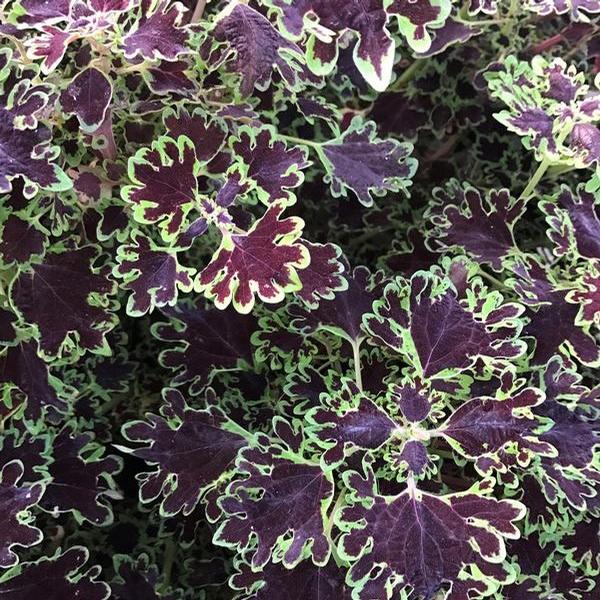 Coleus ‘Inky Fingers’ from Babikow Wholesale Nursery