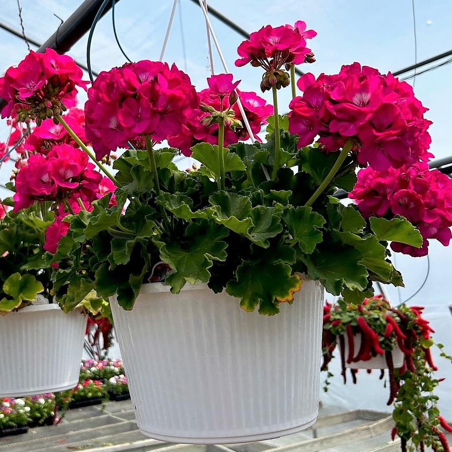 Geranium Floribunda Hanging Basket 