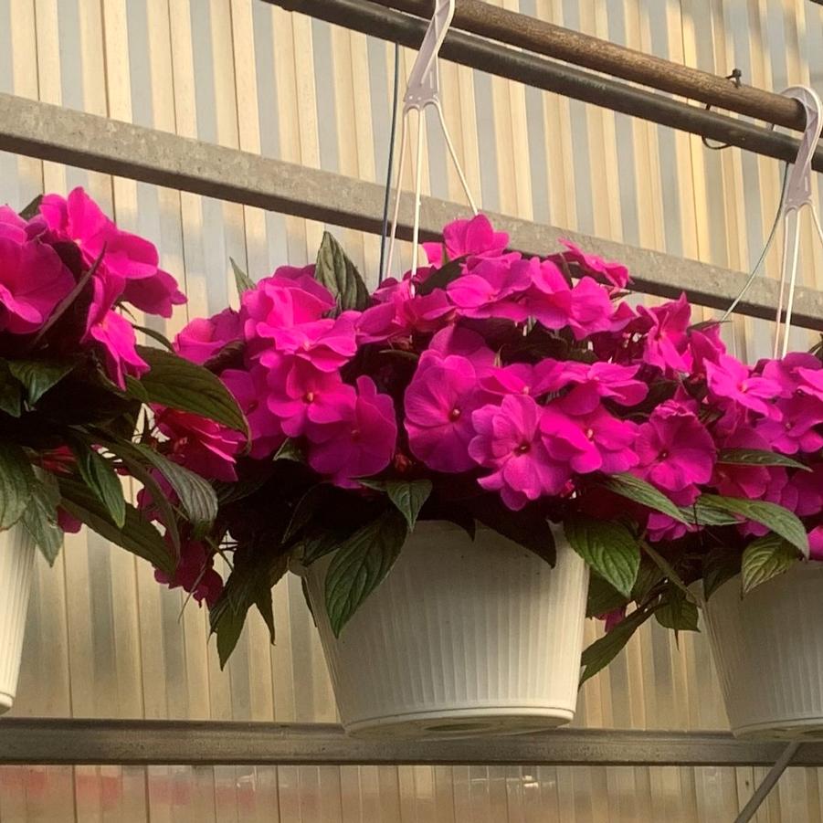 New Guinea Impatiens Hanging Basket 