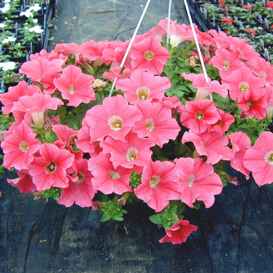 Petunia Hanging Basket 