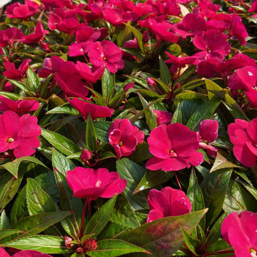Impatiens New Guinea 'Sonic Deep Purple' - from Babikow Wholesale Nursery