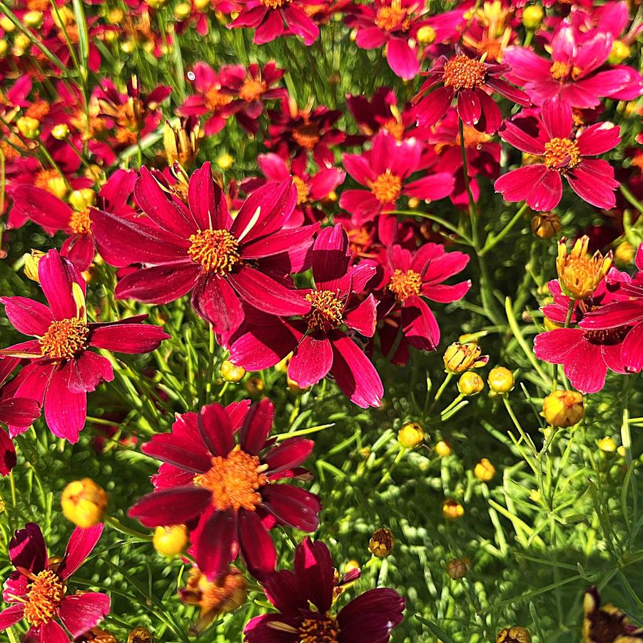 Coreopsis x Permathread (TM) 'Red Satin' - Tickseed from Babikow Wholesale Nursery