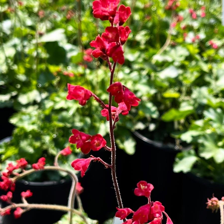 Heuchera x 'Firefly' - Coral Bells from Babikow Wholesale Nursery