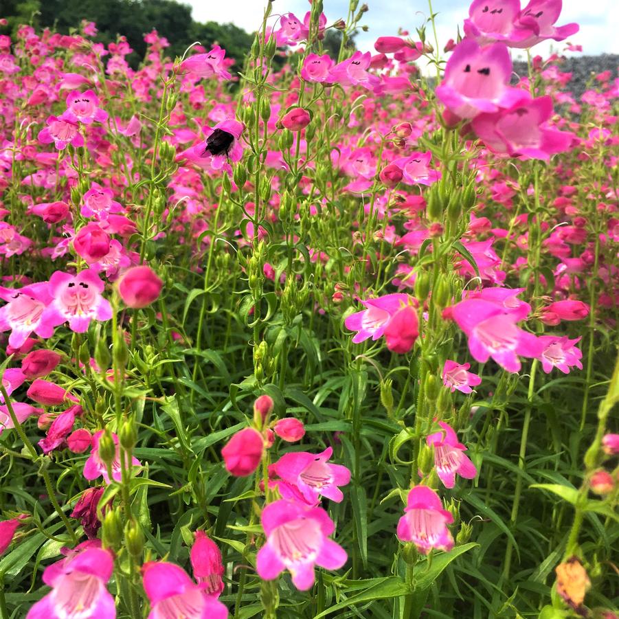 Penstemon 'Red Rocks' - from Babikow Wholesale Nursery