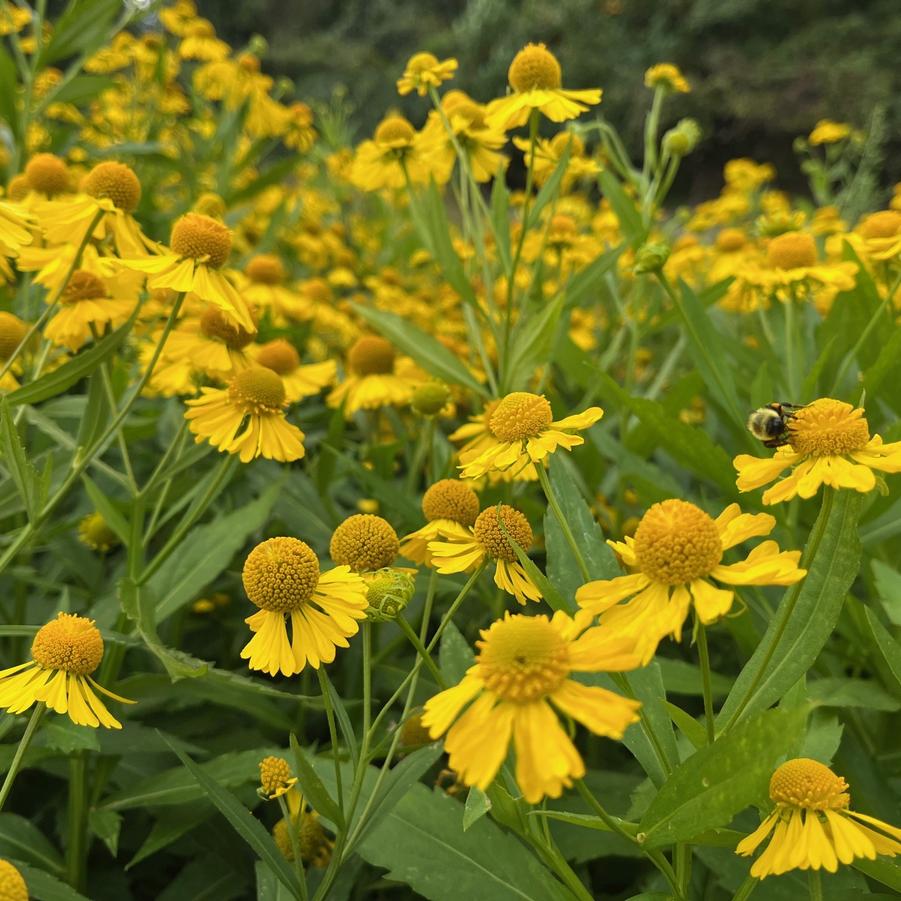Helenium 'Helena Gold' - from Babikow Wholesale Nursery