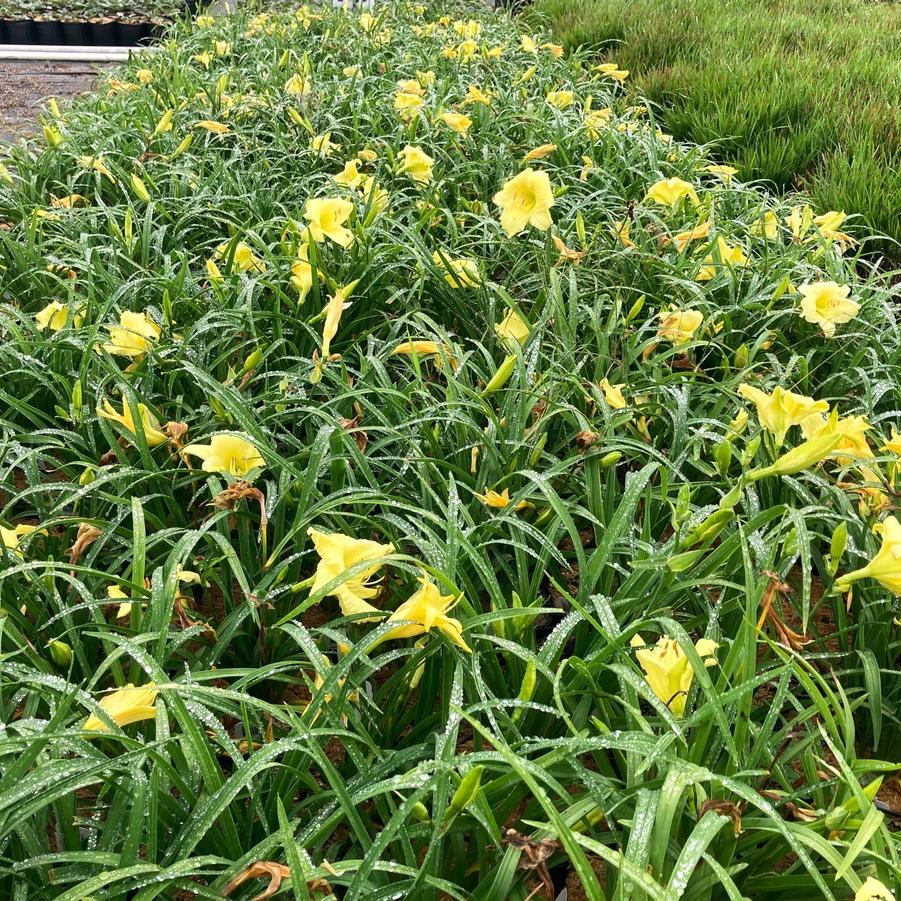 Hemerocallis 'Fragrant Treasure' - Daylily from Babikow Wholesale Nursery