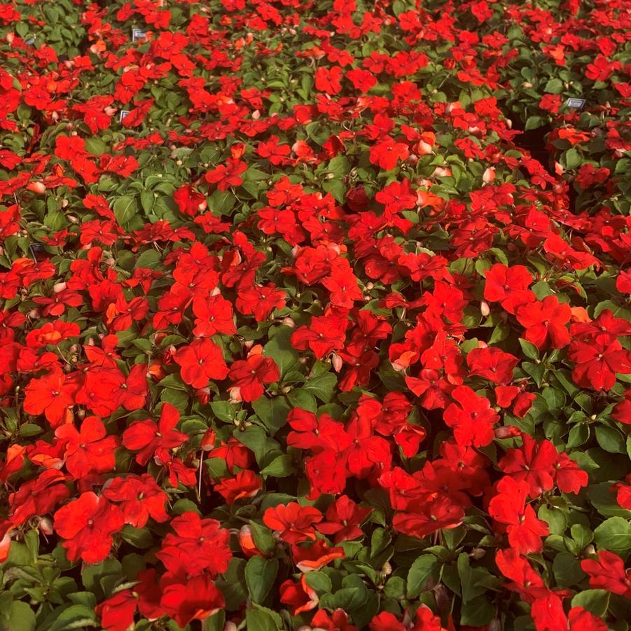 Impatiens Beacon 'Bright Red' - from Babikow Wholesale Nursery