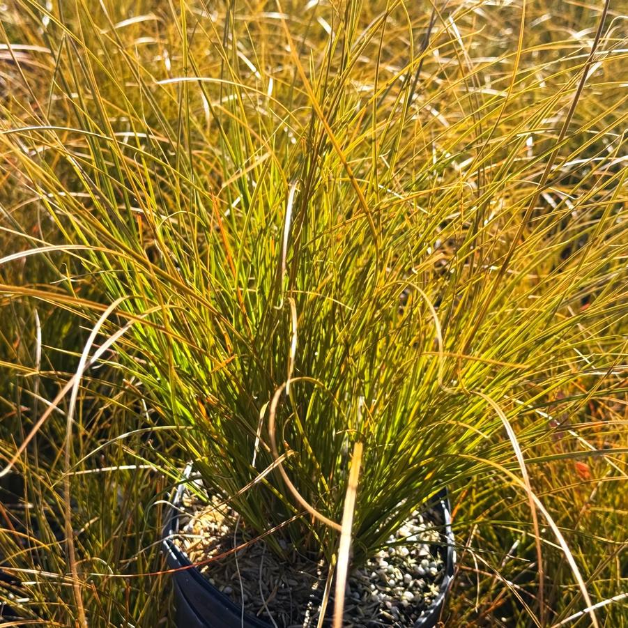 Carex testacea 'Prairie Fire' - New Zealand Hairy Sedge from Babikow Wholesale Nursery