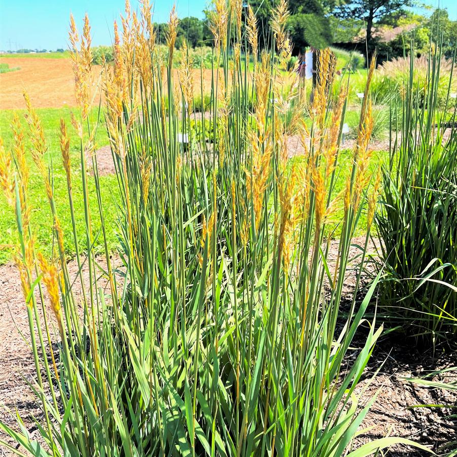 Sorghastrum nut. 'Golden Sunset' - Golden Prairie Grass from Babikow Wholesale Nursery