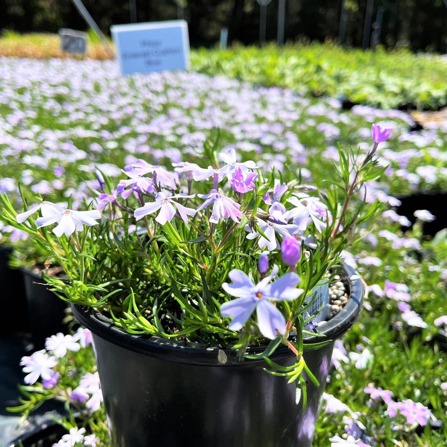 Phlox sub. 'Emerald Cushion Blue' - Moss Phlox from Babikow Wholesale Nursery