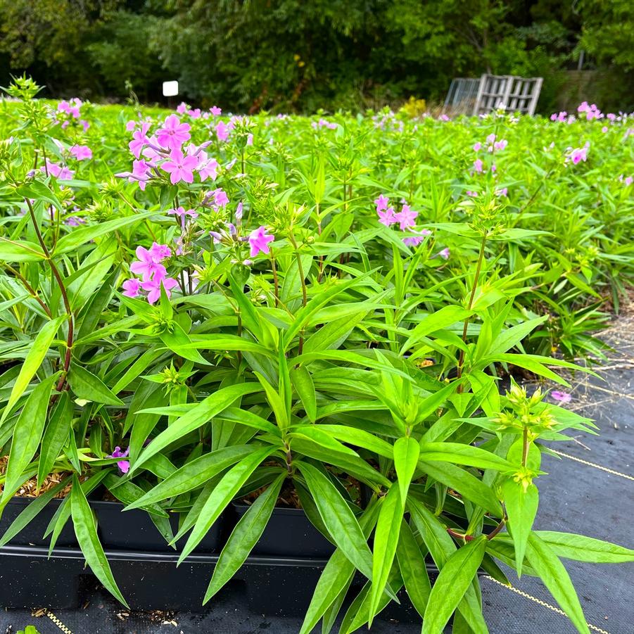 Phlox carolina 'Kim' - from Babikow Wholesale Nursery