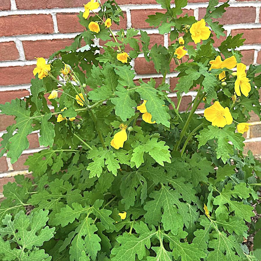 Stylophyorum diphyllum - Wood Poppy from Babikow Wholesale Nursery