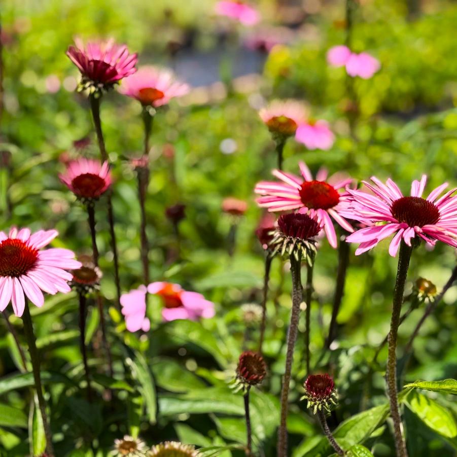 Echinacea 'Prima Donna Deep Rose' - from Babikow Wholesale Nursery