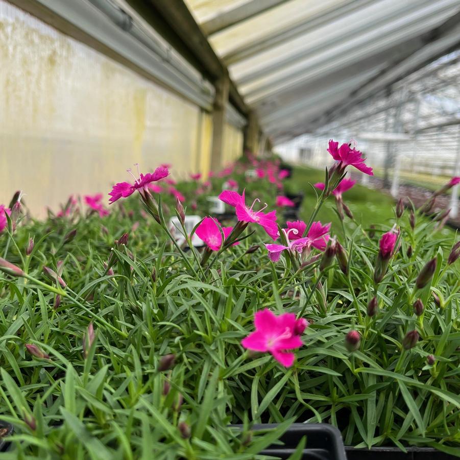 Dianthus x Beauties® 'Kahori' - from Babikow Wholesale Nursery