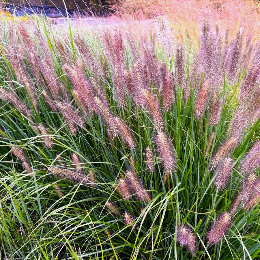Pennisetum alop. 'Cayenne' - Fountain Grass from Babikow Wholesale Nursery