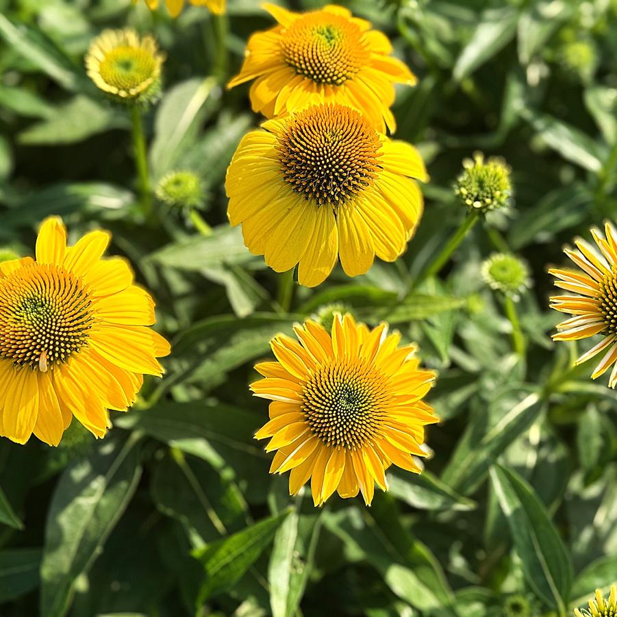 Echinacea Sombrero® 'Sombrero Lemon Yellow Imp.' - from Babikow Wholesale Nursery