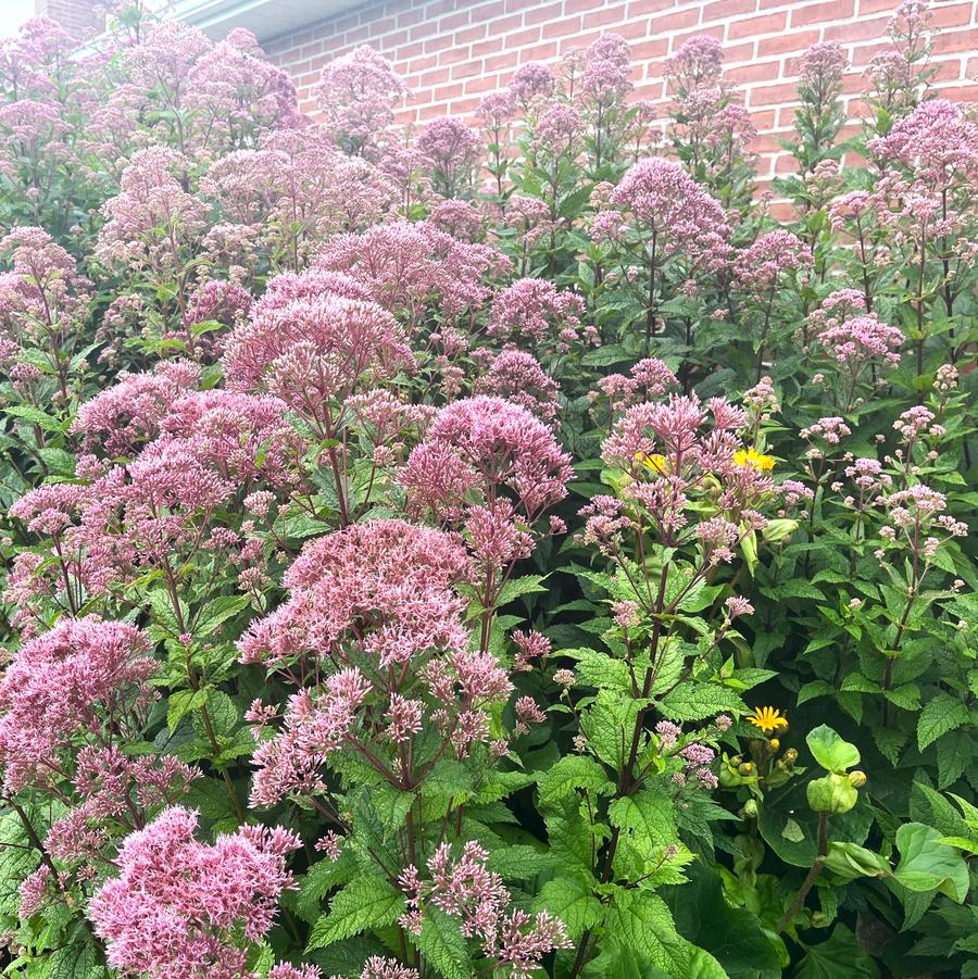 Eupatorium mac. 'Gateway' - Joe Pye Weed from Babikow Wholesale Nursery