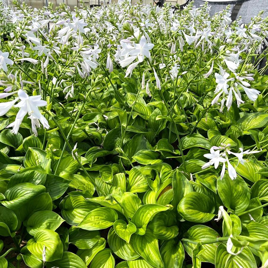 Hosta x 'Guacamole' - Hosta from Babikow Wholesale Nursery