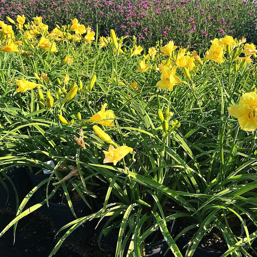 Hemerocallis 'Happy Returns' - Daylily from Babikow Wholesale Nursery