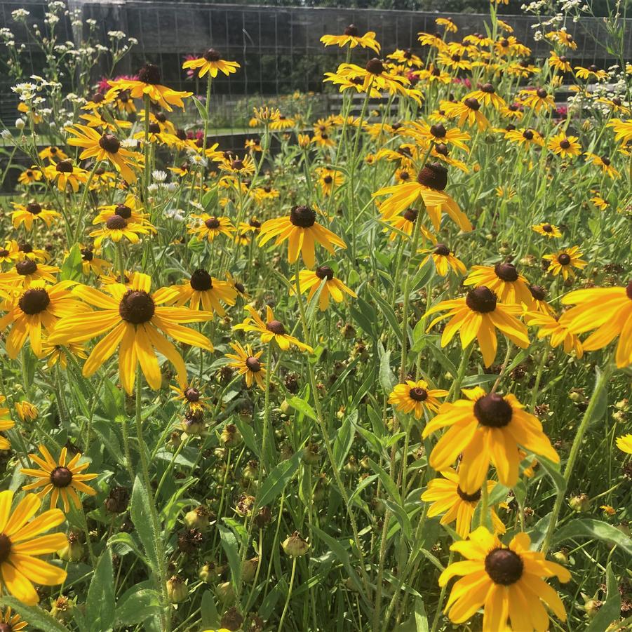 Rudbeckia hirta - Coneflower from Babikow Wholesale Nursery