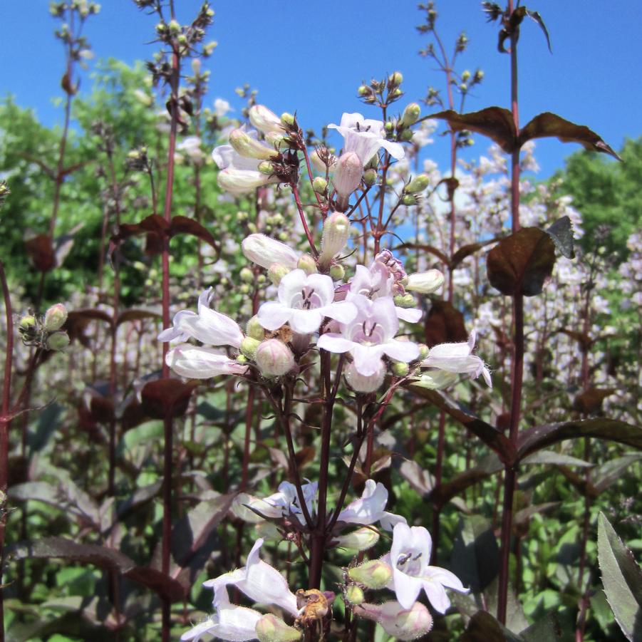 Penstemon dig. 'Husker Red' - Beard Tongue from Babikow Wholesale Nursery