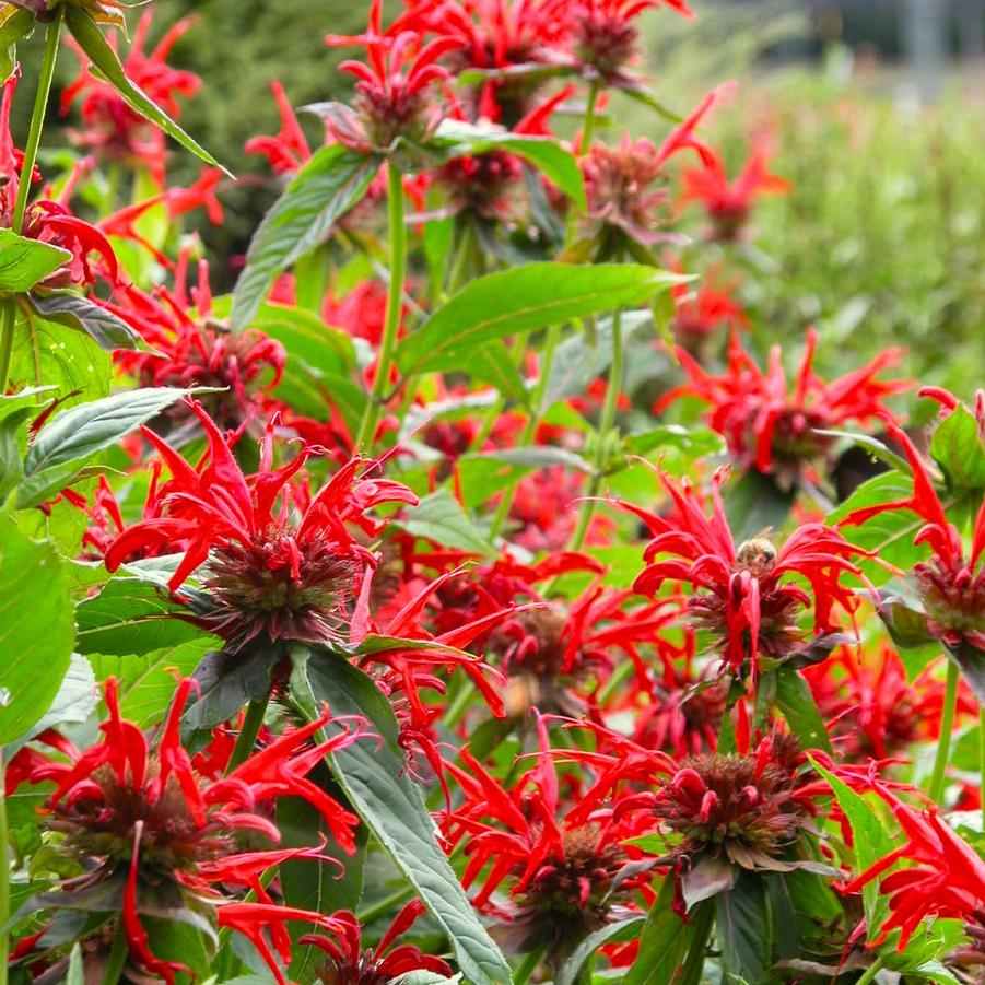 Monarda did. 'Jacob Kline' - Bee Balm from Babikow Wholesale Nursery