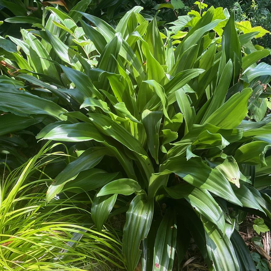Rohdea japonica - Lily of China from Babikow Wholesale Nursery