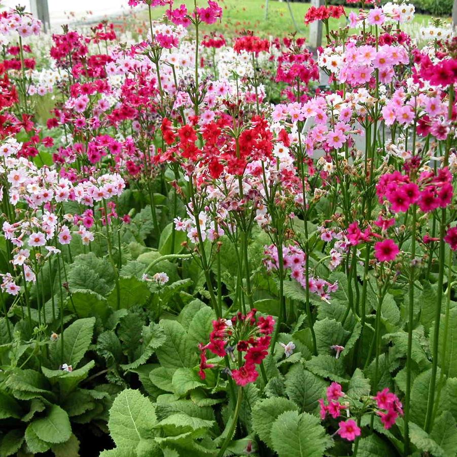 Primula japonica - Primrose from Babikow Wholesale Nursery