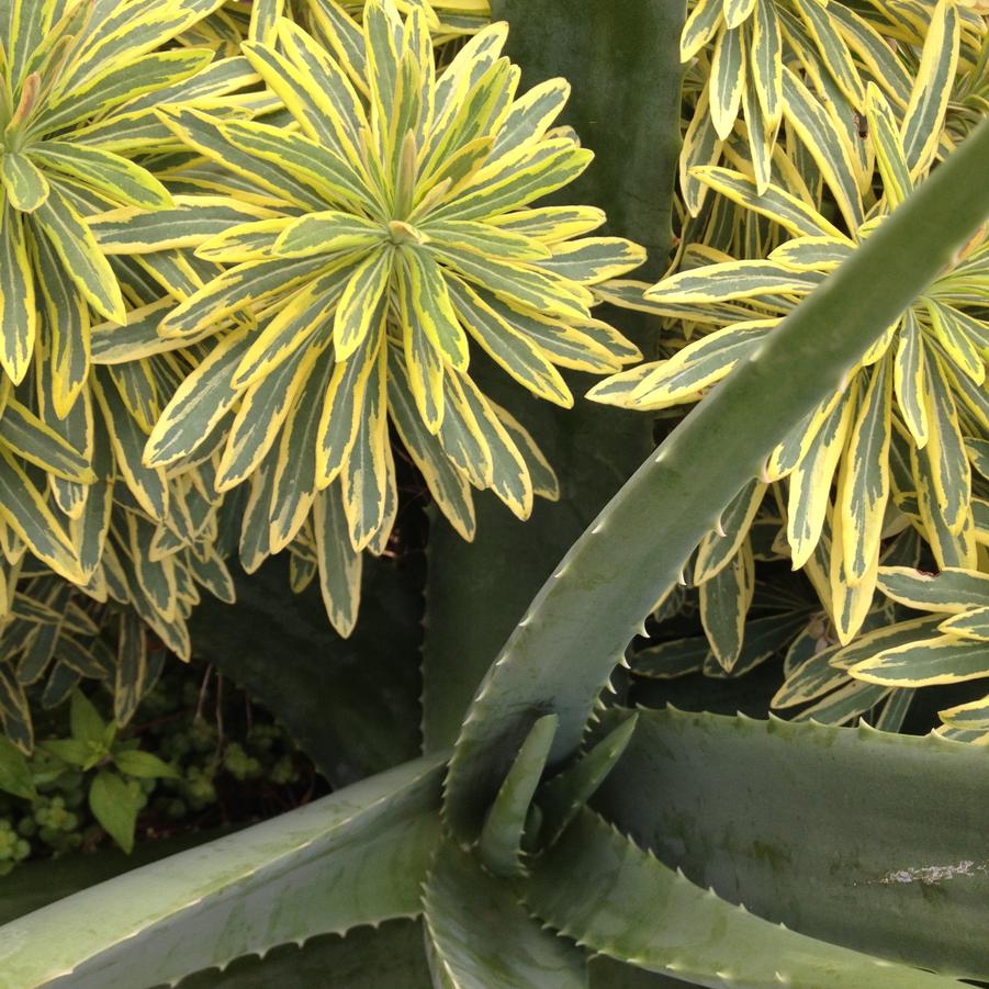 Euphorbia 'Ascot Rainbow' - Wood Spurge from Babikow Wholesale Nursery