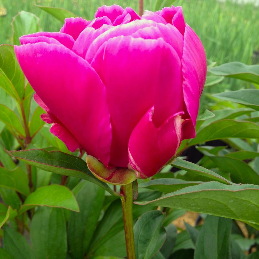 Paeonia 'Karl Rosenfeld' - Peony from Babikow Wholesale Nursery