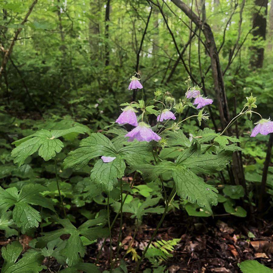 Geranium maculatum - Wild Geranium from Babikow Wholesale Nursery