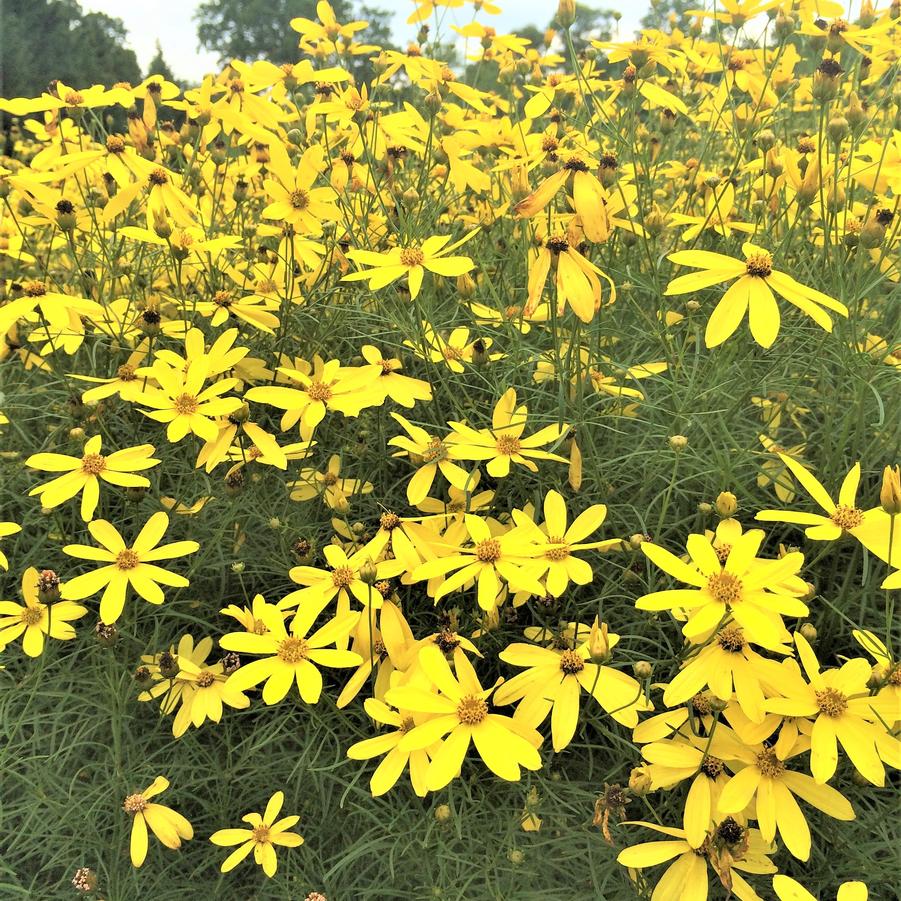 Coreopsis ver. 'Mayo Clinic Flower of Hope' - Tickseed from Babikow Wholesale Nursery