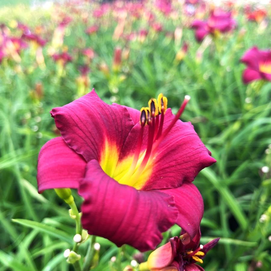 Hemerocallis 'Pardon Me' - Daylily from Babikow Wholesale Nursery