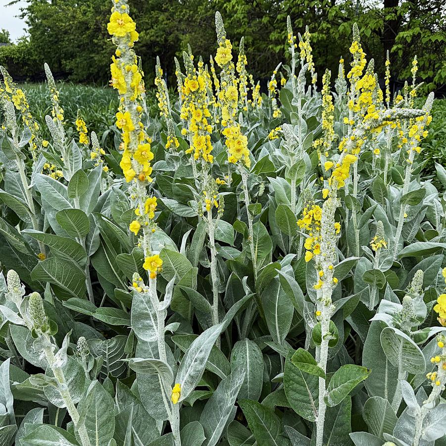 Verbascum 'Polarsommer' - Verbascum from Babikow Wholesale Nursery