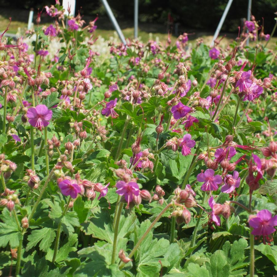 Geranium macr. 'Bevan's Variety' - Bigroot Geranium from Babikow Wholesale Nursery
