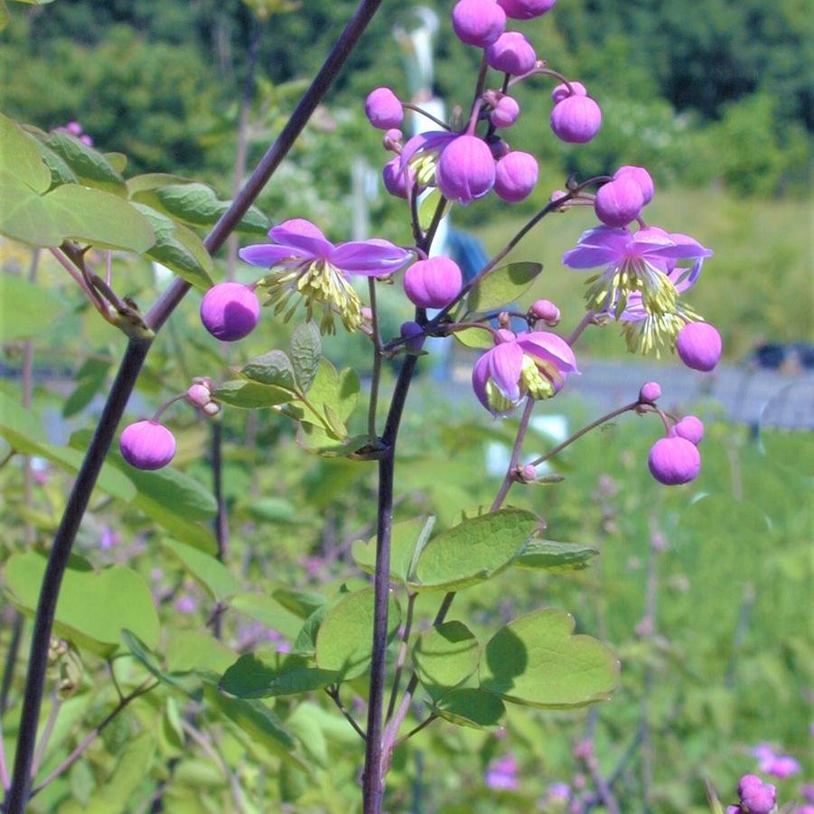 Thalictrum rochebrunianum - Meadow Rue from Babikow Wholesale Nursery