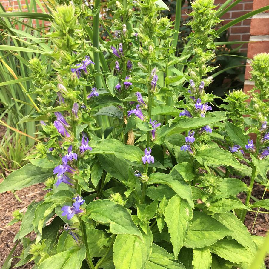 Lobelia siphlitica - Great Blue Lobelia from Babikow Wholesale Nursery