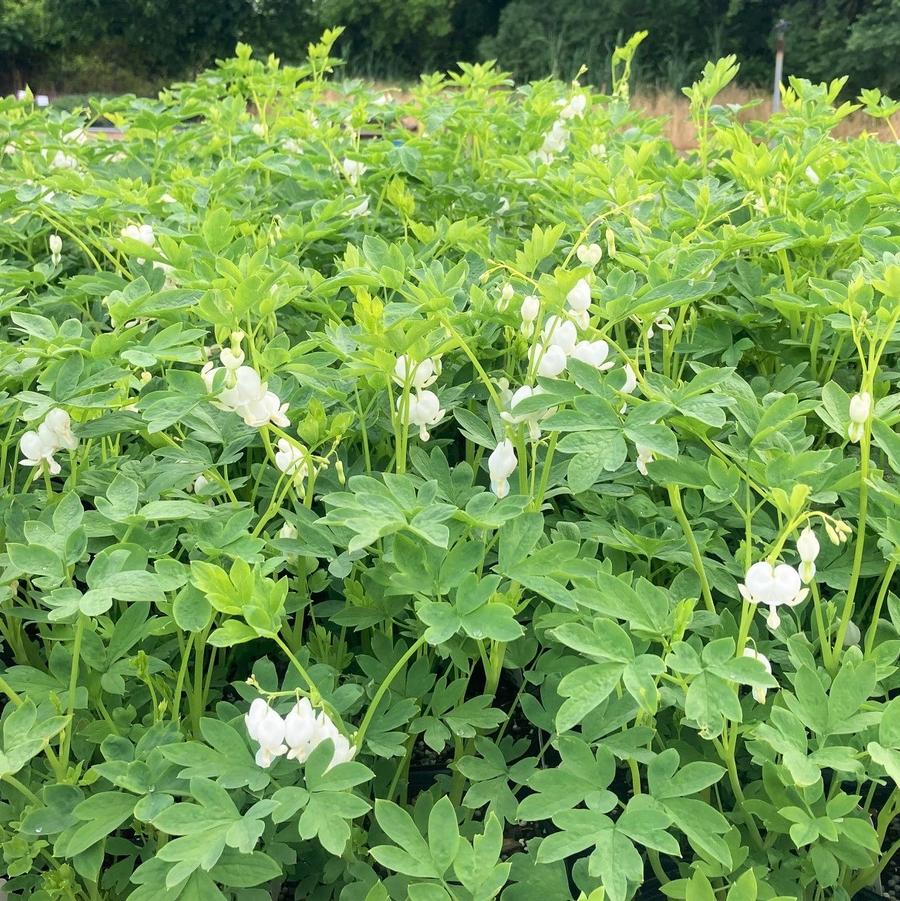 Dicentra spec. 'Alba' - Bleeding Heart from Babikow Wholesale Nursery