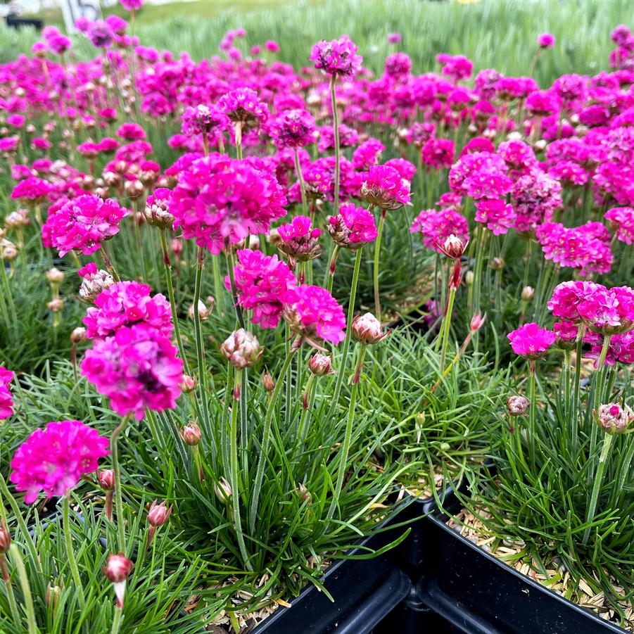 Armeria mar. 'Splendens' - Thrift from Babikow Wholesale Nursery