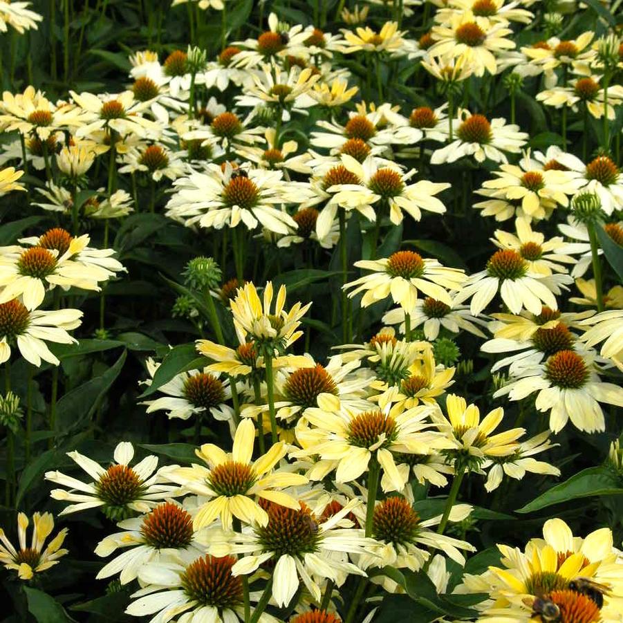 Echinacea Big Sky 'Sunrise Big Sky' - Coneflower from Babikow Wholesale Nursery